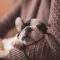 A kutyák tavaszi fáradtságáról és egyéb tudnivalókról