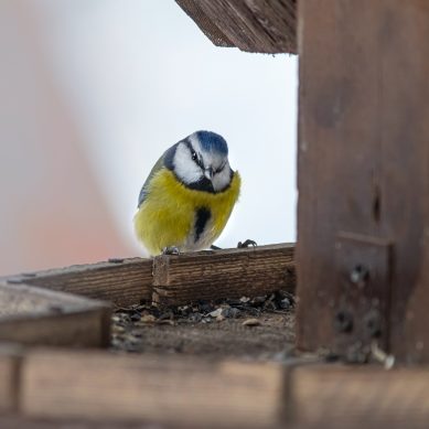 Így figyeljünk télen a kertünkbe tévedő madarakra