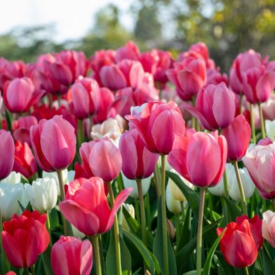 Félmillió tulipánnal vár Kőröshegy